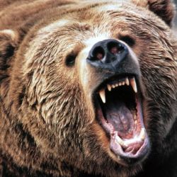 Bear market - grizzlybjørn.