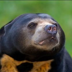 Bear market - malajbjørn.