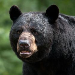Bear market - sort bjørn.